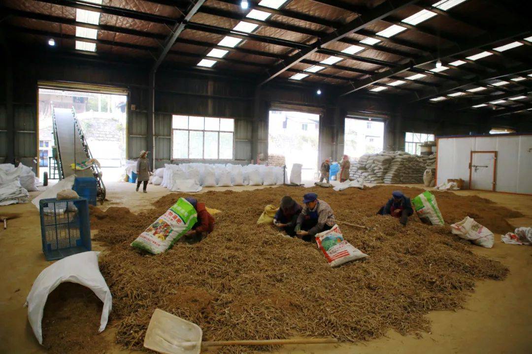 【乡村振兴示范地】绥阳:中药材产业链 “链起”群众致富路