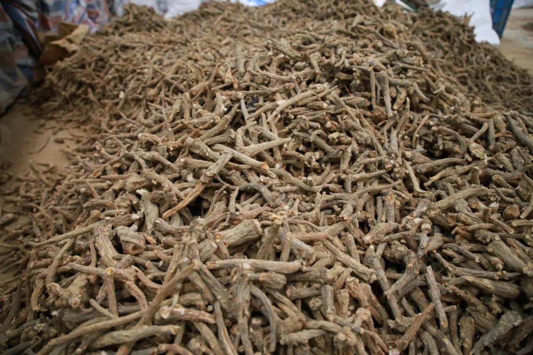 【乡村振兴示范地】绥阳:中药材产业链 “链起”群众致富路