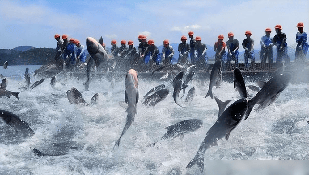 贵州草海藏鱼1.2亿条<strong></p>
<p>5亿虚拟币</strong>,禁渔5年被啃成秃海!长江会重蹈覆辙吗?