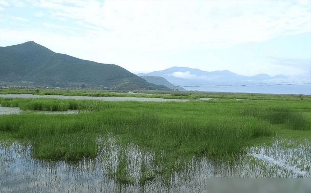 贵州草海藏鱼1.2亿条<strong></p>
<p>5亿虚拟币</strong>,禁渔5年被啃成秃海!长江会重蹈覆辙吗?