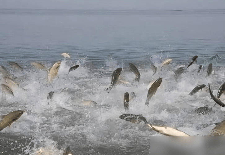 贵州草海藏鱼1.2亿条<strong></p>
<p>5亿虚拟币</strong>,禁渔5年被啃成秃海!长江会重蹈覆辙吗?