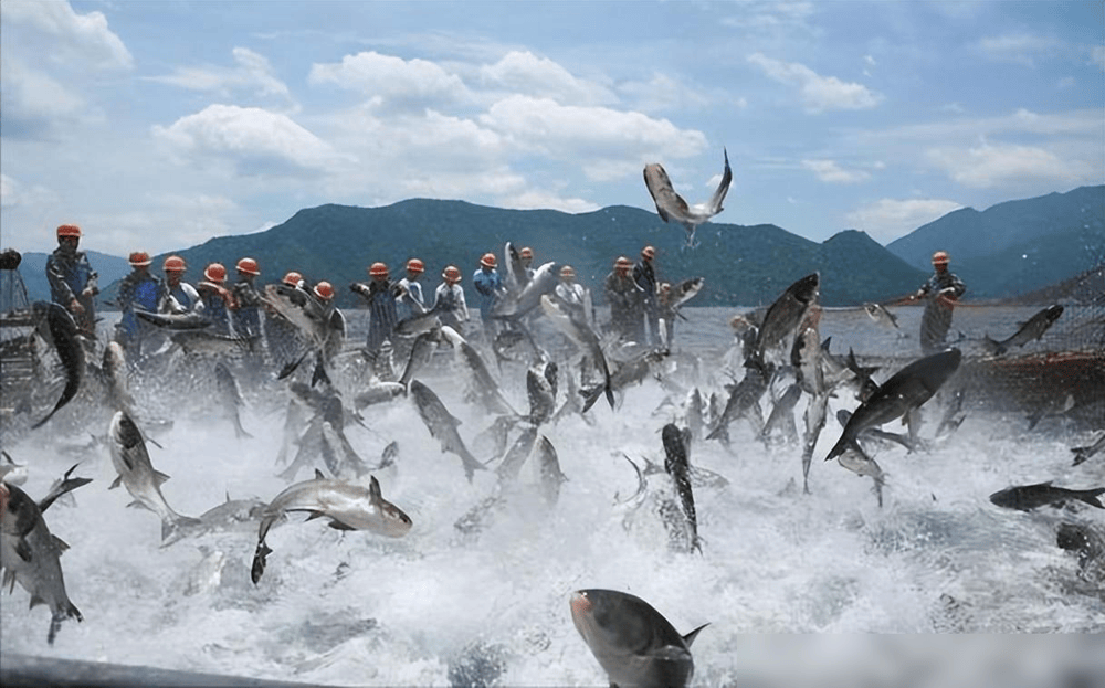 贵州草海藏鱼1.2亿条<strong></p>
<p>5亿虚拟币</strong>,禁渔5年被啃成秃海!长江会重蹈覆辙吗?