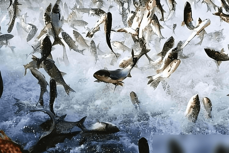 贵州草海藏鱼1.2亿条<strong></p>
<p>5亿虚拟币</strong>,禁渔5年被啃成秃海!长江会重蹈覆辙吗?