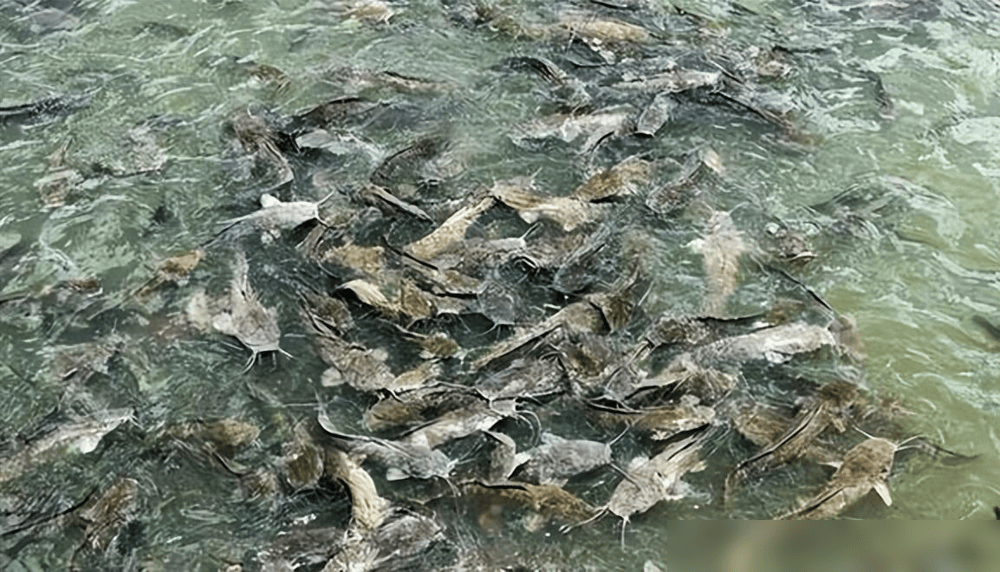 贵州草海藏鱼1.2亿条<strong></p>
<p>5亿虚拟币</strong>,禁渔5年被啃成秃海!长江会重蹈覆辙吗?