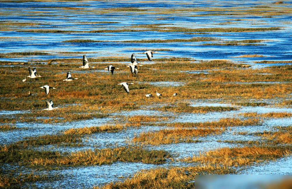 贵州草海藏鱼1.2亿条<strong></p>
<p>5亿虚拟币</strong>,禁渔5年被啃成秃海!长江会重蹈覆辙吗?