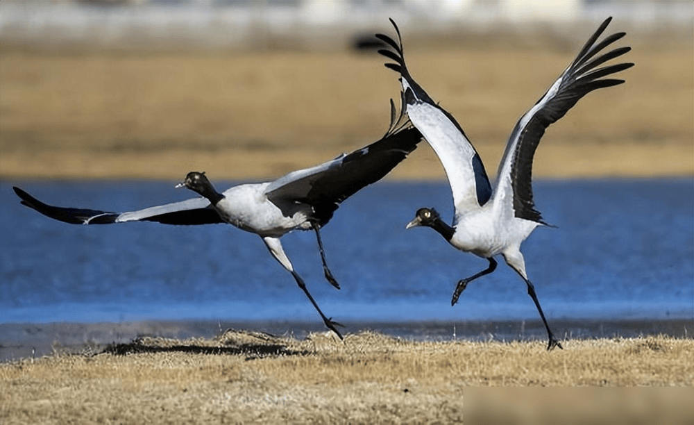 贵州草海藏鱼1.2亿条<strong></p>
<p>5亿虚拟币</strong>,禁渔5年被啃成秃海!长江会重蹈覆辙吗?