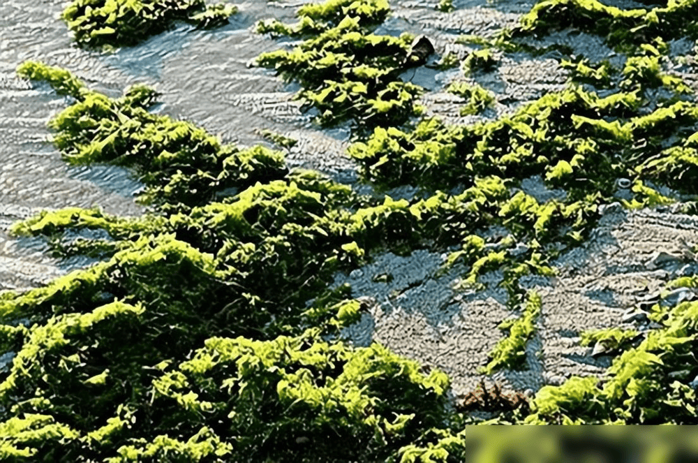 贵州草海藏鱼1.2亿条<strong></p>
<p>5亿虚拟币</strong>,禁渔5年被啃成秃海!长江会重蹈覆辙吗?