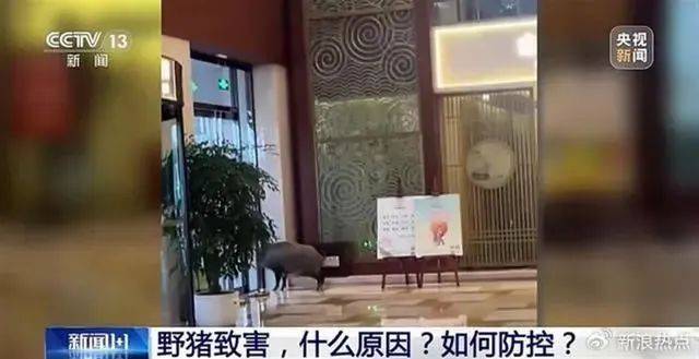 南京每平方公里野猪超4头<strong></p>
<p>虚拟币GA</strong>,“冲撞高铁”事故如何避免?