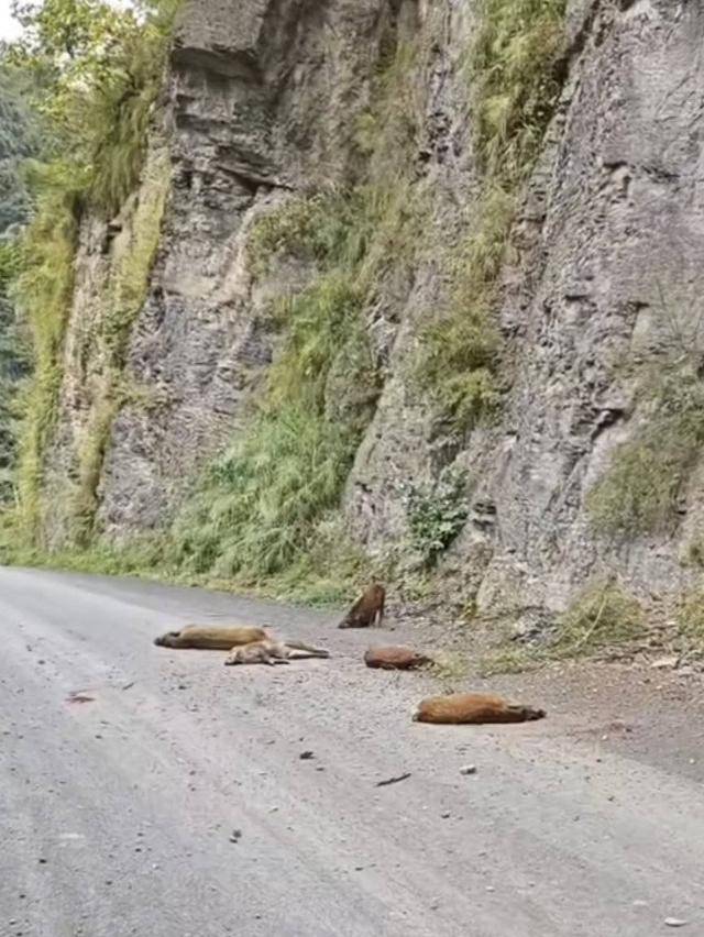 云南“6头野猪从天而降”<strong></p>
<p>虚拟币取钱</strong>？实为被猎捕时跳崖 对话野猪“赏金猎人”：干这行不赚钱