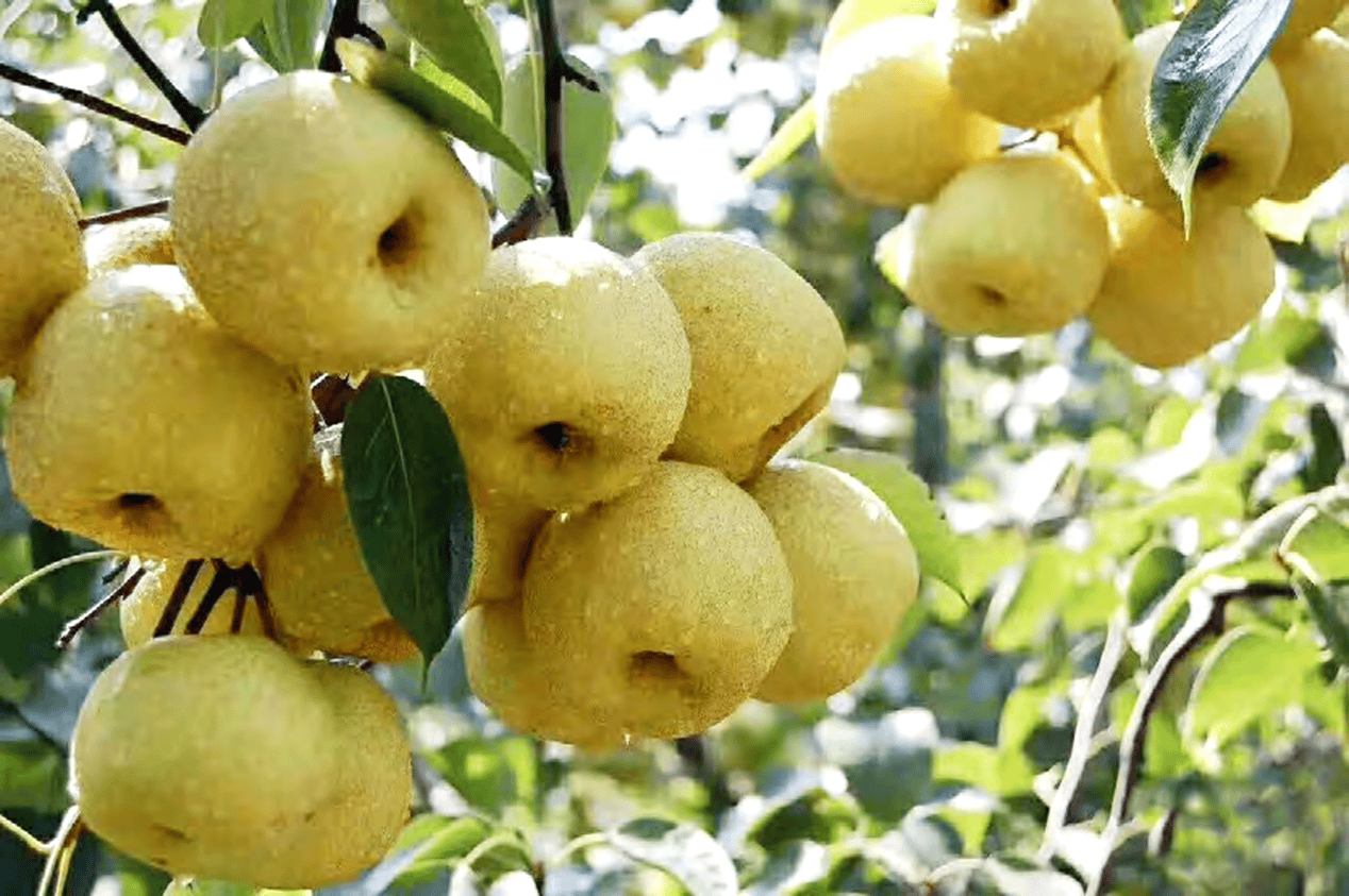 “含糖量”极高<strong></p>
<p>虚拟币余额</strong>！解锁“北方水果公园”山西万荣的甜蜜