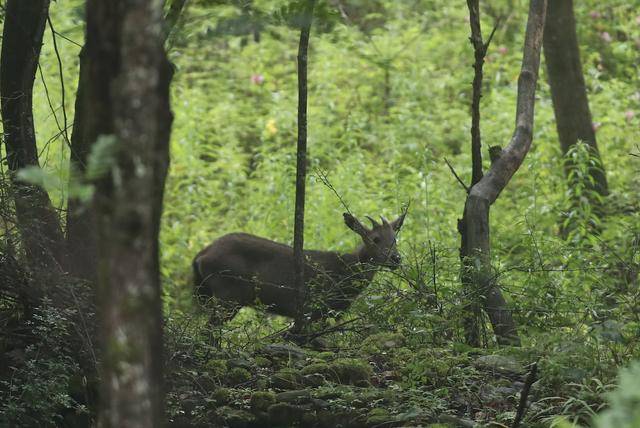 房山周口店发现“悬崖上的舞者”<strong></p>
<p>跑分虚拟币</strong>！能一跃直接跳过小山沟