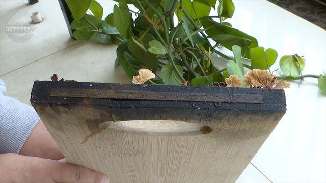 “可以蒸蛋”！昆明一女子家中搓衣板上长菌<strong></p>
<p>抵押虚拟币</strong>，品种竟是……