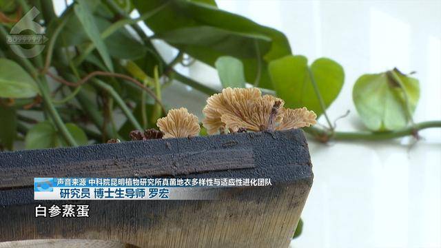 “可以蒸蛋”！昆明一女子家中搓衣板上长菌<strong></p>
<p>抵押虚拟币</strong>，品种竟是……