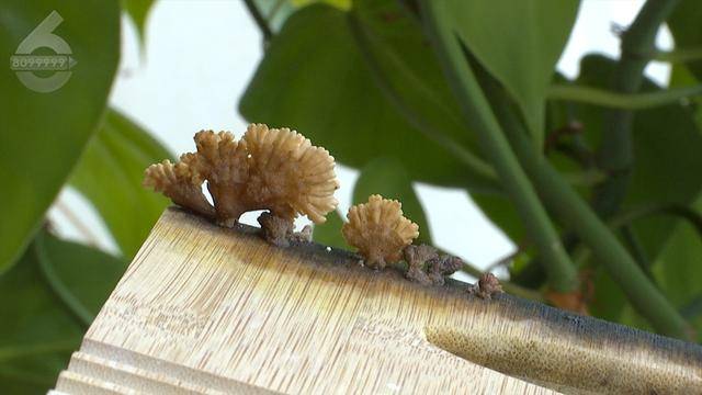 “可以蒸蛋”！昆明一女子家中搓衣板上长菌<strong></p>
<p>抵押虚拟币</strong>，品种竟是……