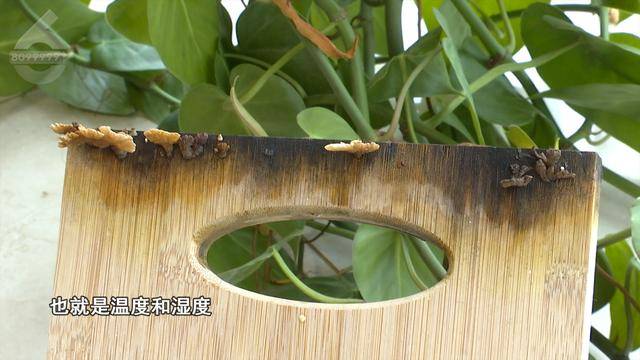 “可以蒸蛋”！昆明一女子家中搓衣板上长菌<strong></p>
<p>抵押虚拟币</strong>，品种竟是……