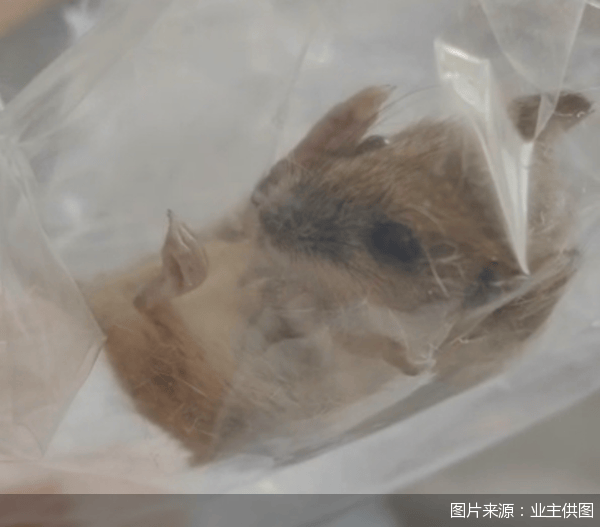 老鼠乱窜、直饮水发黄<strong></p>
<p>虚拟币换汇</strong>，北京业主千万元买的和锦诚园居然是这样