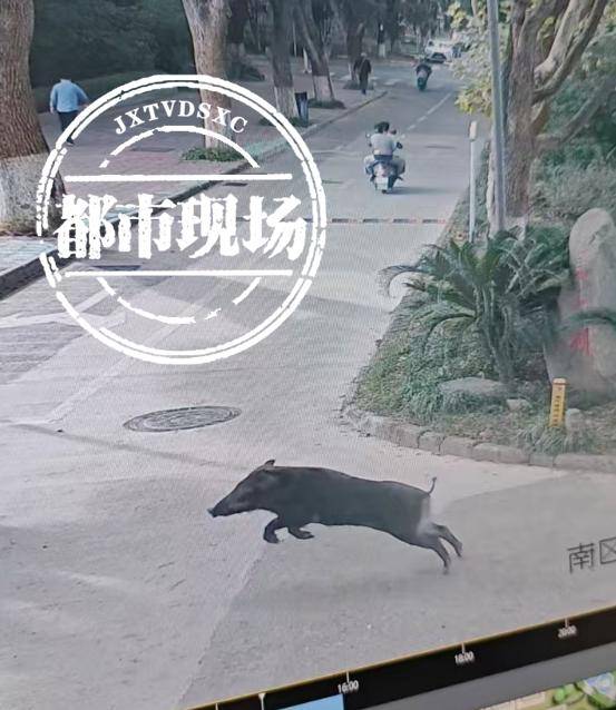 江西一高校惊现野猪<strong></p>
<p>澳波虚拟币</strong>,最后在食堂被成功抓获