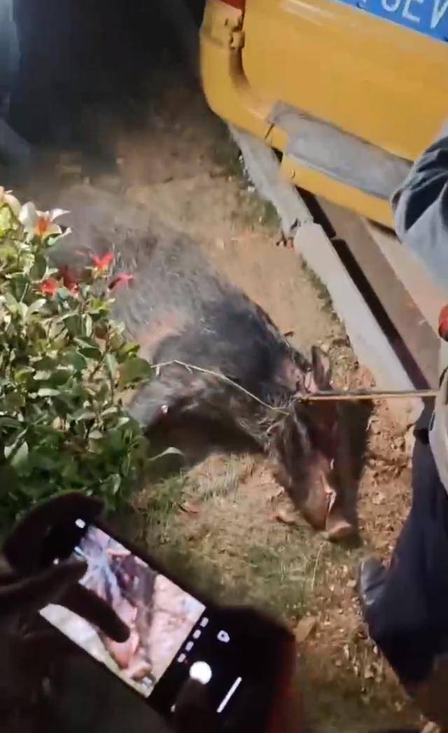 江西一高校惊现野猪<strong></p>
<p>澳波虚拟币</strong>,最后在食堂被成功抓获
