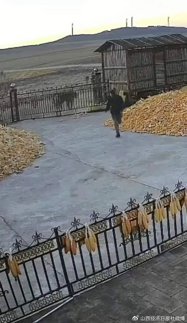 突发<strong></p>
<p>虚拟币小伙</strong>!老虎进村咬伤村民!家属:有两只!最新消息→