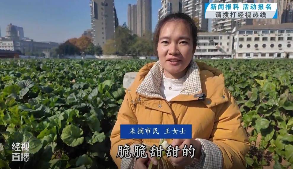 武汉人爱吃!最高1000元一斤<strong></p>
<p>虚拟ai币</strong>,供不应求