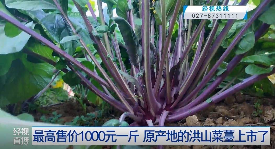 武汉人爱吃!最高1000元一斤<strong></p>
<p>虚拟ai币</strong>,供不应求