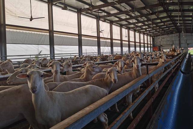 息县：“新农人”带领乡亲走上“羊”光大道