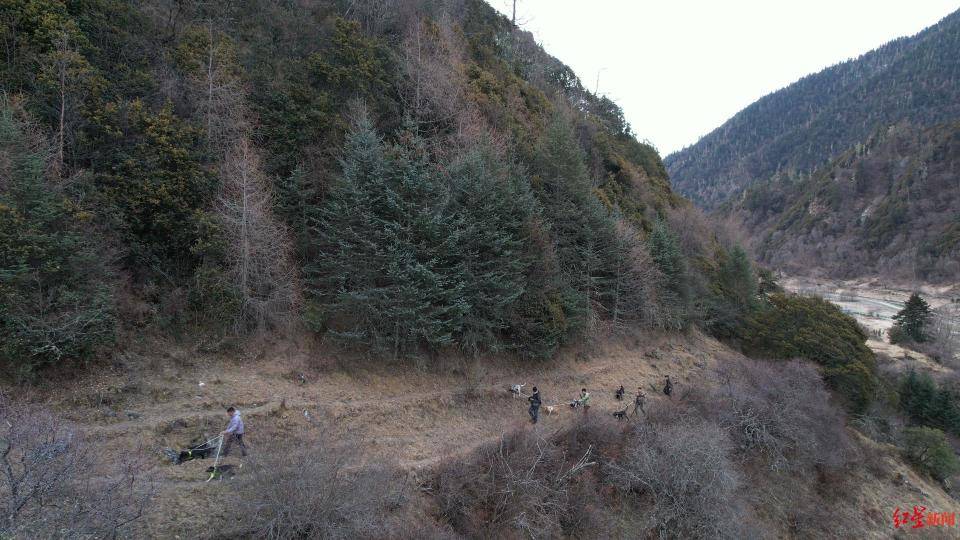 揭秘“野猪猎捕队”丨海拔3000米高山密林<strong></p>
<p>jb虚拟币</strong>，记者跟队直击猎捕野猪全过程