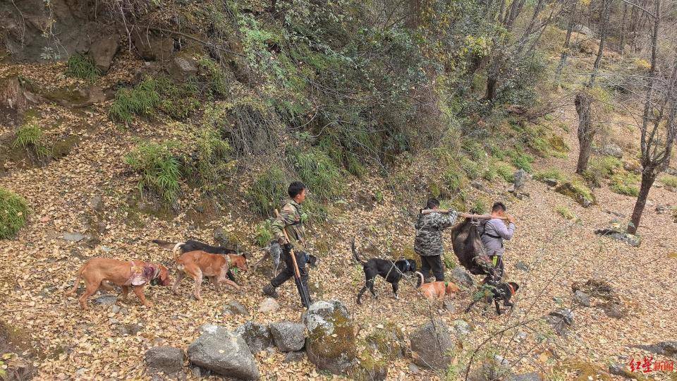 揭秘“野猪猎捕队”丨海拔3000米高山密林<strong></p>
<p>jb虚拟币</strong>，记者跟队直击猎捕野猪全过程