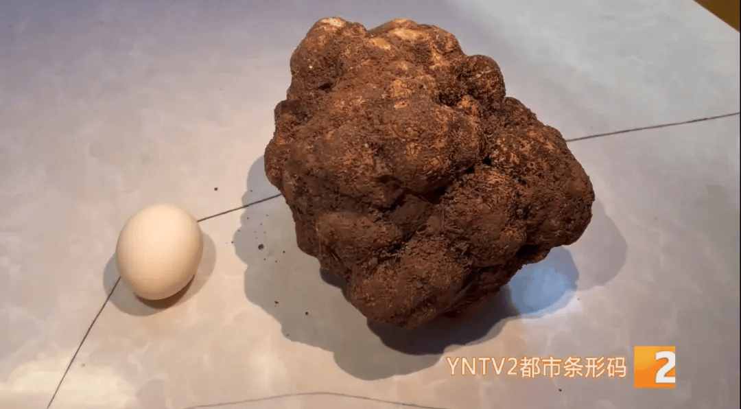 昆明一村民挖到1.7公斤超大松露<strong></p>
<p>jb虚拟币</strong>!“看都看不够”