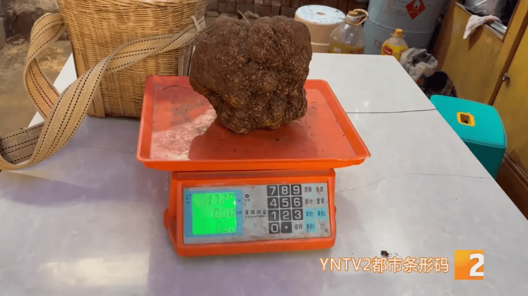 昆明一村民挖到1.7公斤超大松露<strong></p>
<p>jb虚拟币</strong>!“看都看不够”