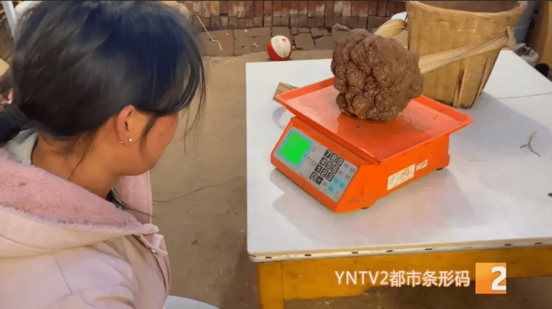 昆明一村民挖到1.7公斤超大松露<strong></p>
<p>jb虚拟币</strong>!“看都看不够”