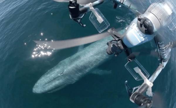 美国科学家震惊：封杀中国无人机<strong></p>
<p>炒币虚拟盘</strong>，“简直是疯了！”