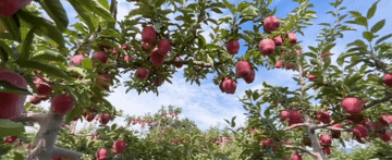 2024<strong></p>
<p>虚拟币获批</strong>,总书记同人民在一起|强农助振兴