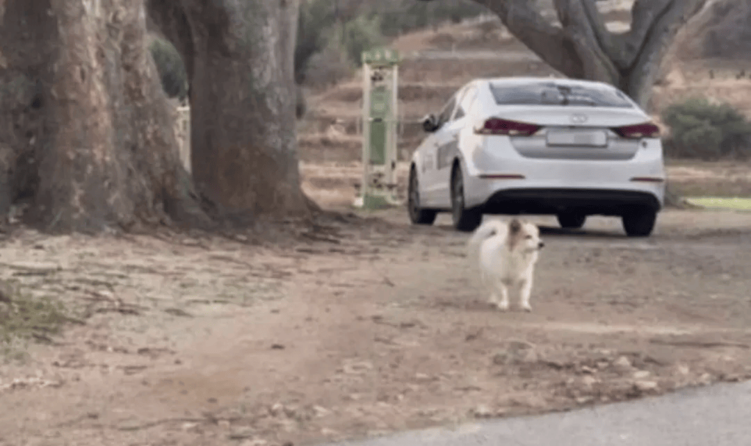 韩国空难机长最后动作曝光<strong></p>
<p>欧尼虚拟币</strong>,“他可能一直紧握操纵杆坚持到了最后”!涉嫌职务过失致死,涉事航司高管被禁止出国!调查中飞机残骸再次起火