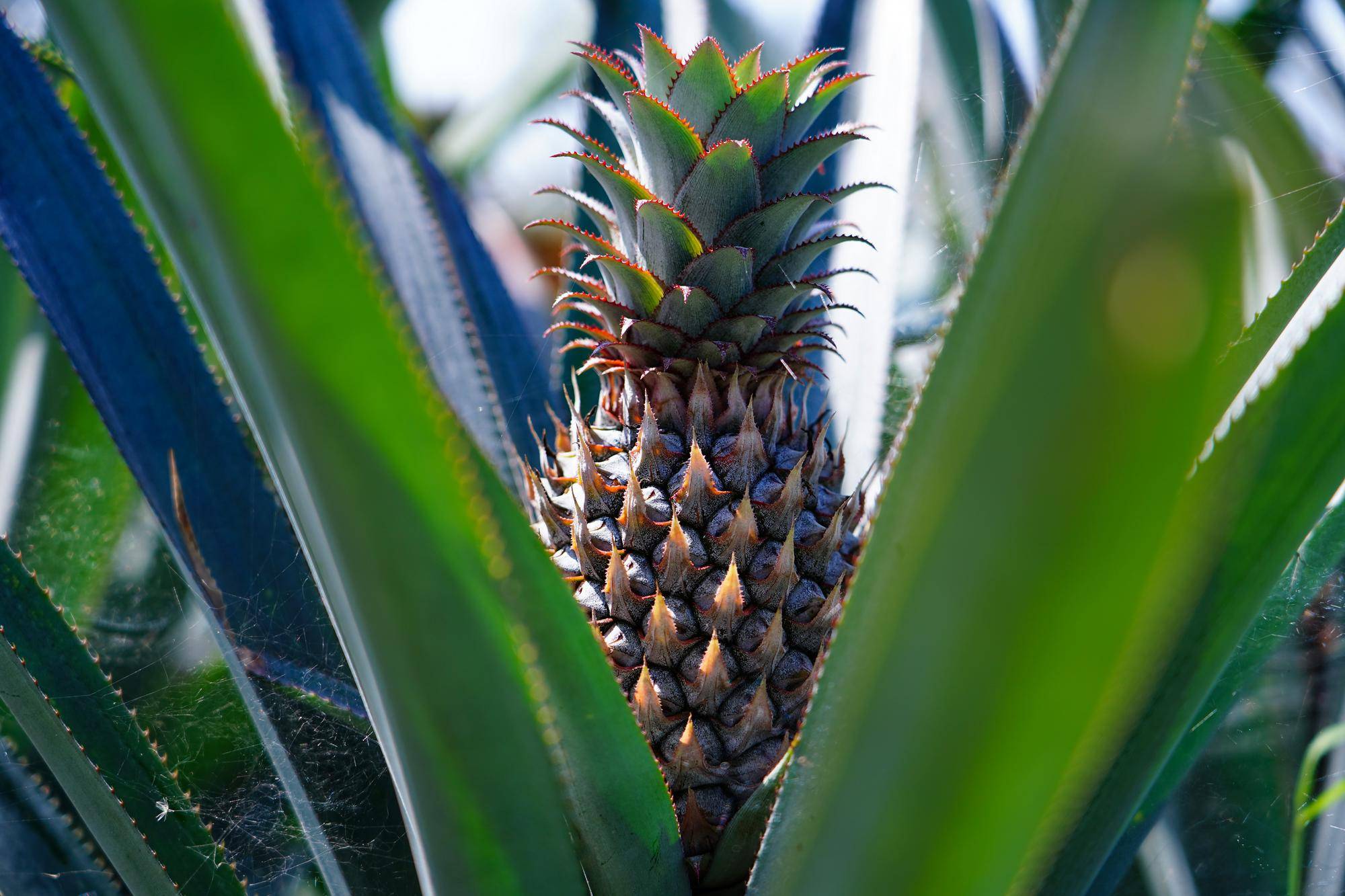 列国鉴·斯里兰卡丨记者观察:新总统访华<strong></p>
<p>虚拟币om</strong>,斯里兰卡冀斯中关系取得新进展