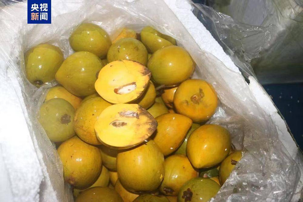 共计4.13吨<strong></p>
<p>CM虚拟币</strong>！广西北海海警查获一起涉嫌走私水果案