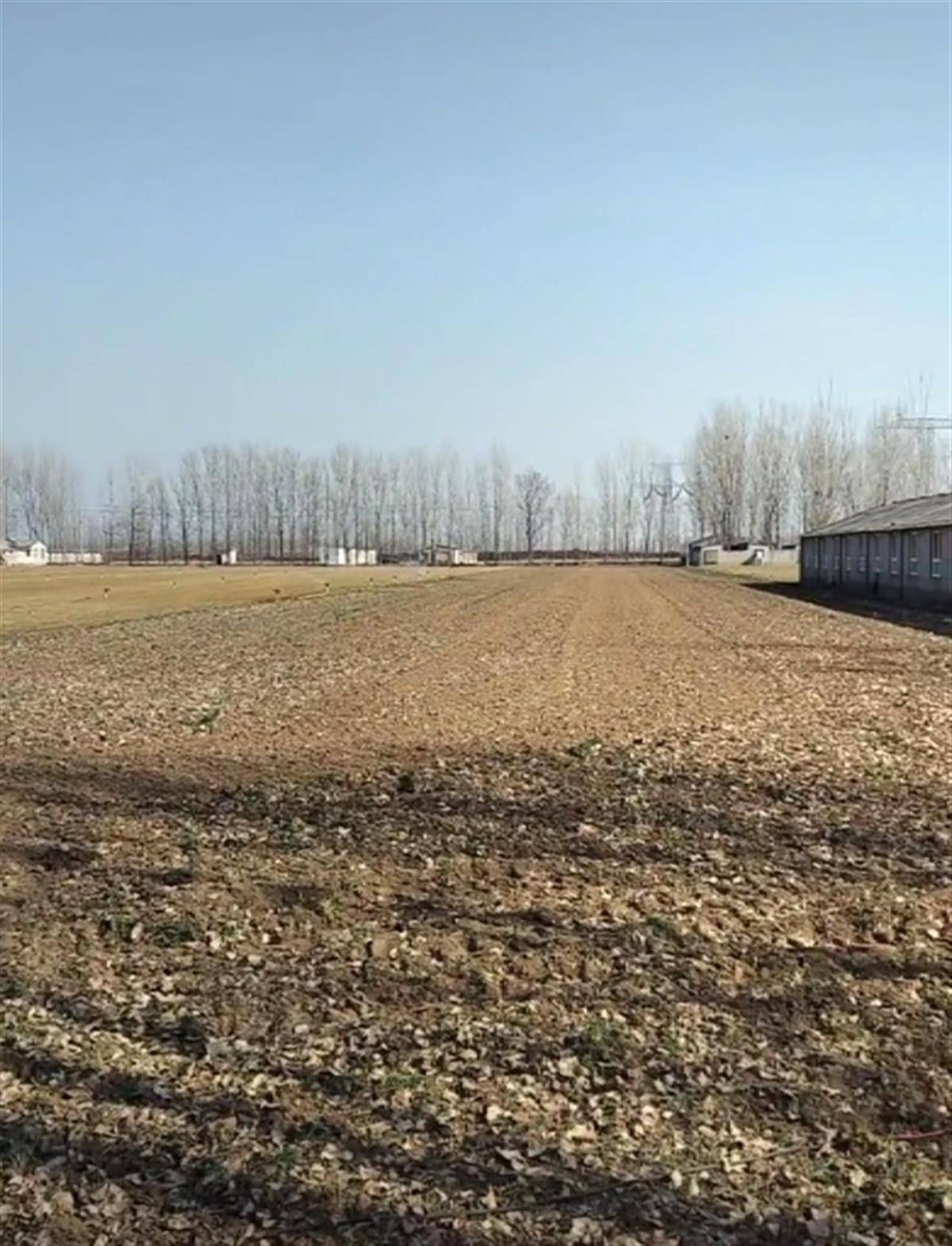 焦作20亩小麦青苗凌晨被毁<strong></p>
<p>KU虚拟币</strong>,两名肇事者丢下拖拉机逃跑,警方:案件正处理