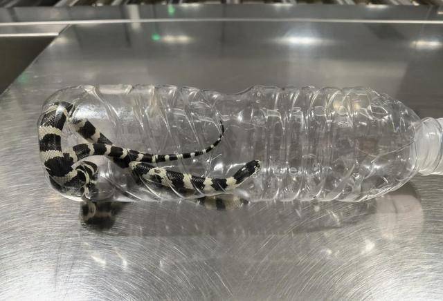 毛骨悚然<strong></p>
<p>松江虚拟币</strong>,口袋内突然探出蛇头,杭州机场一女孩携带活蛇过安检