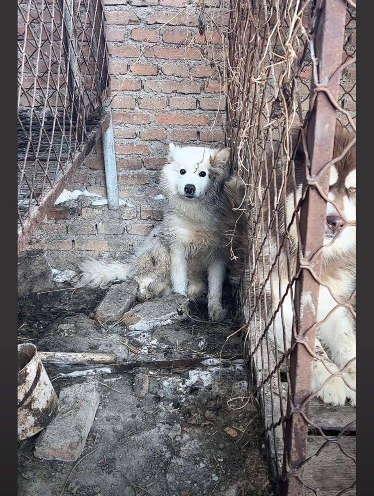 千万粉丝训犬师网红潘宏账号内容被一夜清空<strong></p>
<p>TN虚拟币</strong>,园区所在地官方:正调查