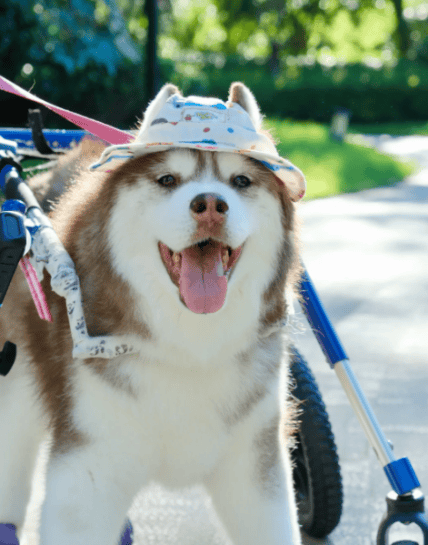 3000万只宠物的养老<strong></p>
<p>清远虚拟币</strong>,难倒了年轻人