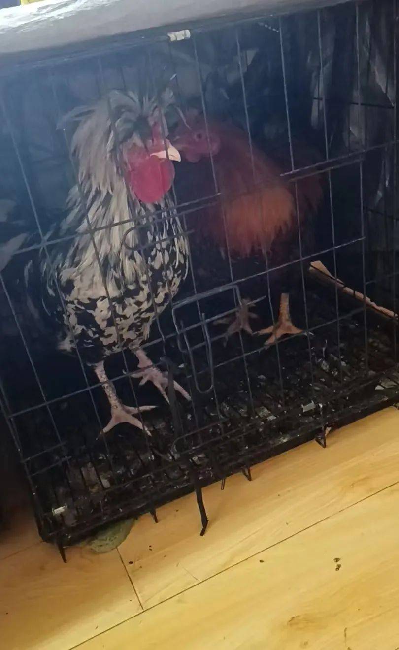 凌晨打鸣到天亮!长沙一小区超市养4只公鸡邻居难入睡<strong></p>
<p>黑客虚拟币</strong>,回应:尽快吃掉