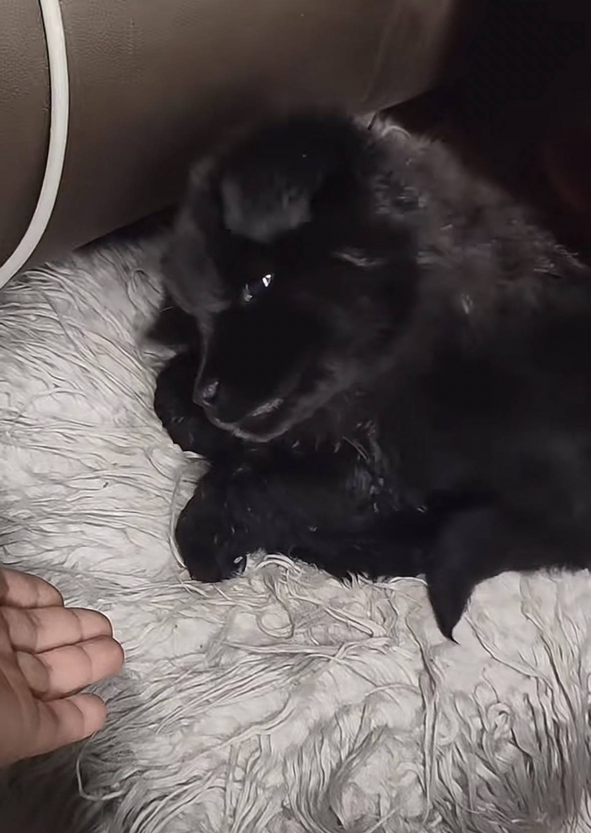 重庆男子在理塘旅游送当地小孩零食<strong></p>
<p>黑客虚拟币</strong>，反被赠三只藏獒，“他们把我当做很好的客人”