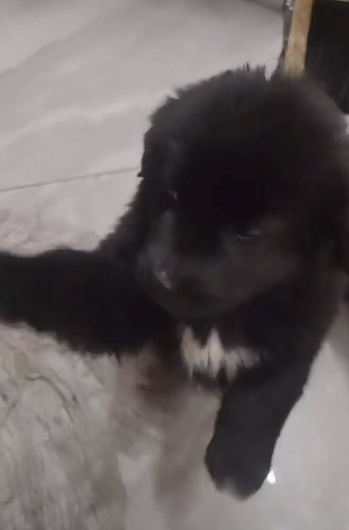 重庆男子在理塘旅游送当地小孩零食<strong></p>
<p>黑客虚拟币</strong>，反被赠三只藏獒，“他们把我当做很好的客人”