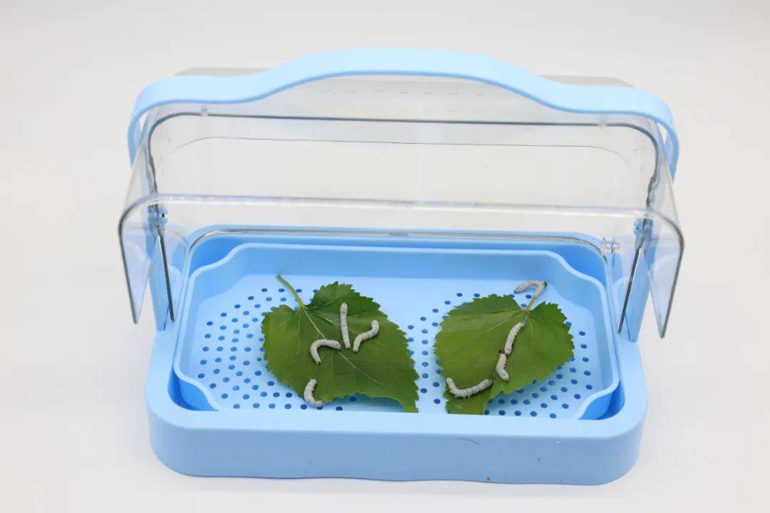 一年卖出1亿条虫!迷倒全国“10后”的小生意<strong></p>
<p>虚拟币配权</strong>,有人年入千万