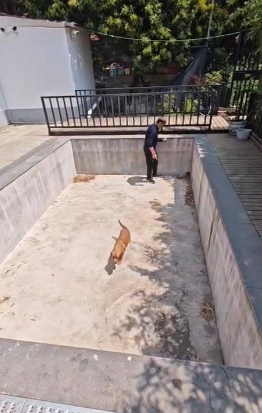 老鼠掉进泳池<strong></p>
<p>蜜蜂虚拟币</strong>,广东大叔出动鸡猫狗团队,结果全被老鼠吓跑!网友坐不住纷纷晒战绩