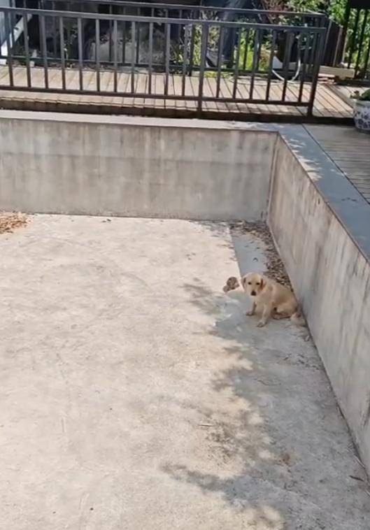 老鼠掉进泳池<strong></p>
<p>蜜蜂虚拟币</strong>,广东大叔出动鸡猫狗团队,结果全被老鼠吓跑!网友坐不住纷纷晒战绩