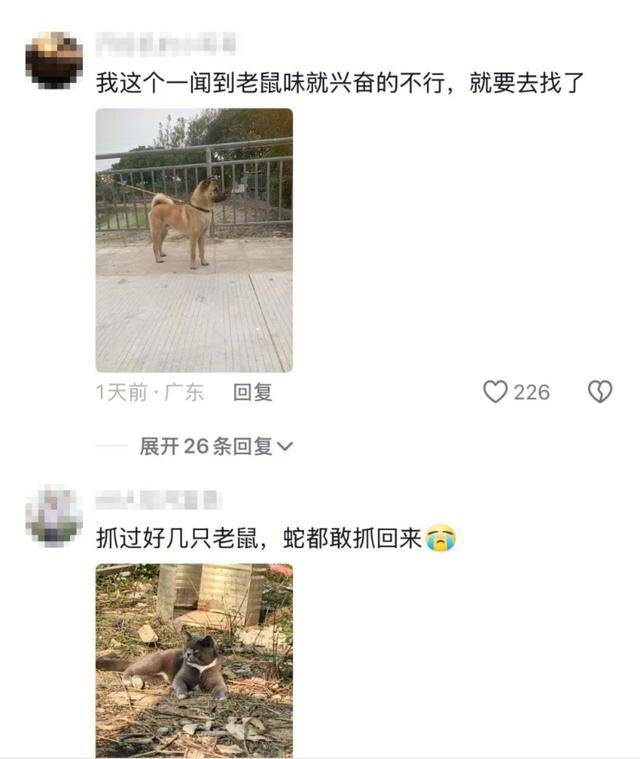 老鼠掉进泳池<strong></p>
<p>蜜蜂虚拟币</strong>,广东大叔出动鸡猫狗团队,结果全被老鼠吓跑!网友坐不住纷纷晒战绩