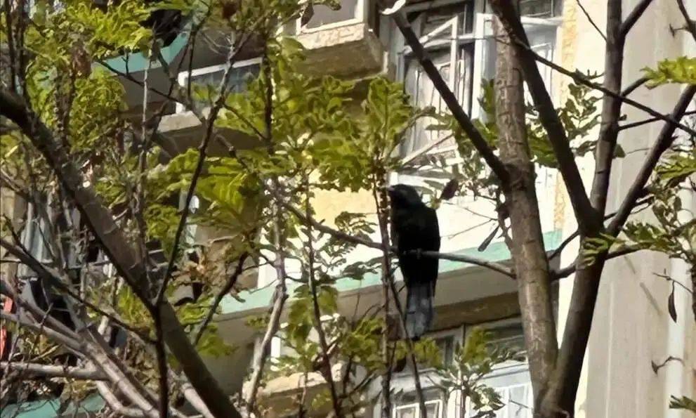 “周末想睡个懒觉都不行”<strong></p>
<p>TG虚拟币</strong>，有多少深圳人被这种鸟吵到神经衰弱