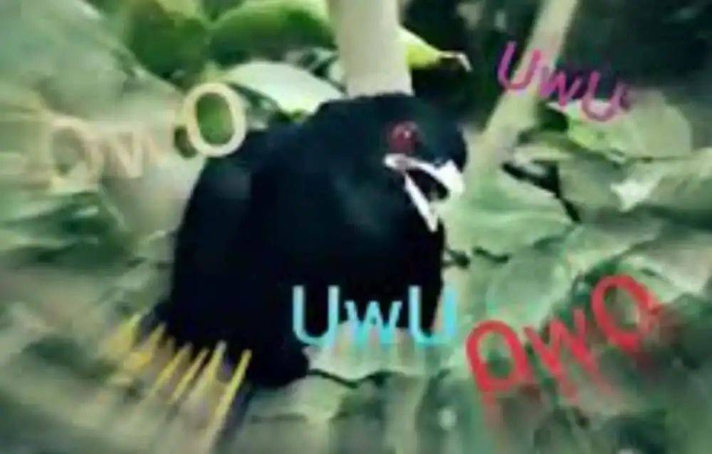 “周末想睡个懒觉都不行”<strong></p>
<p>TG虚拟币</strong>，有多少深圳人被这种鸟吵到神经衰弱