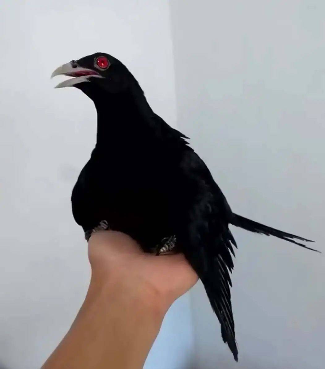 “周末想睡个懒觉都不行”<strong></p>
<p>TG虚拟币</strong>，有多少深圳人被这种鸟吵到神经衰弱